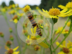 animal caterpillar insect flower food pest disgusting colors photo