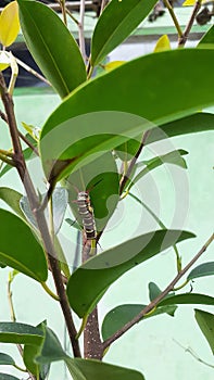 Animal caterpillar leaf flower food