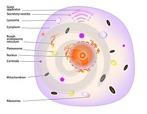 Animal cell photo