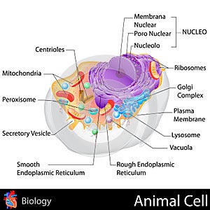 Animal Cell