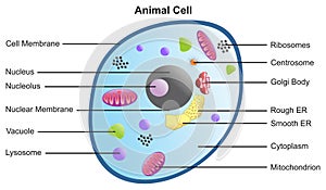 Animal cell anatomical structure with all parts