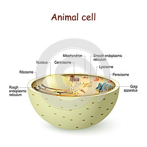 Animal cell anatomy