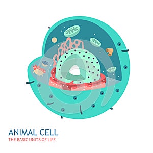 Animal Cell Anatomy