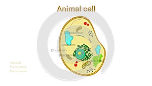 animal cell anatomy, biological animal cell with organelles cross section, Animal cell