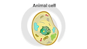 animal cell anatomy, biological animal cell with organelles cross section, Animal cell structure