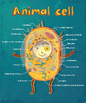 Animal cell anatomy