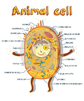 Animal cell anatomy photo