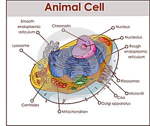 Animal Cell Anatomy Diagram Structure with all parts nucleus smooth rough endoplasmic reticulum cytoplasm golgi apparatus photo