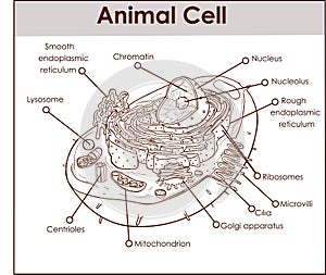 Animal Cell Anatomy Diagram Structure with all parts nucleus smooth rough endoplasmic reticulum cytoplasm golgi apparatus photo