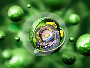 Animal cell anatomy on green background. 3D illustration