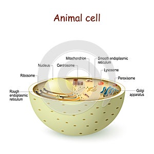 Animal cell anatomy photo