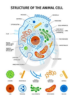 Animal Cell Anatomy Set