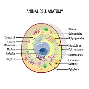 Animal cell anatomy vector illustration