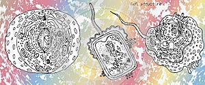 Animal Cell, Bacterial Cell and Plant Cell structure, cross section detailed colorful anatomy on bright gradient