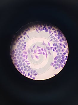 Microscopic view of an animal cell photo