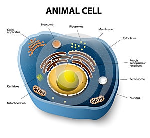 Animal cell cut-away photo