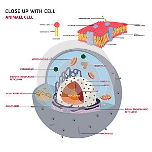 Animal cell Eukaryotic cell Vector photo