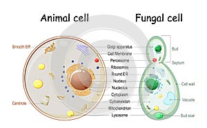 Animal cell and fungal yeast cell structure