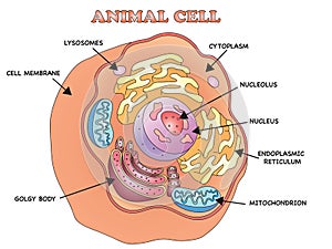 Animal cell