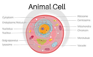 Animal cell photo