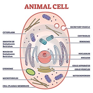 Animal cell with labeled anatomic structure parts diagram outline concept