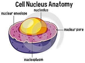 Animal cell nucleus anatomy