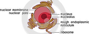 Animal cell nucleus and Rough endoplasmic reticulum RER. Educational material for biology lesson