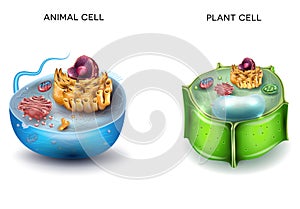 Animal Cell and Plant Cell