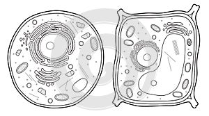 Animal Cell and Plant Cell Line