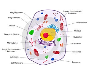 Animal Cell structure. Cross section of the cell detailed colorful anatomy with description. Animal cell in flat style