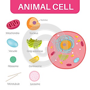 An animal cell is a type of eukaryotic cell. photo