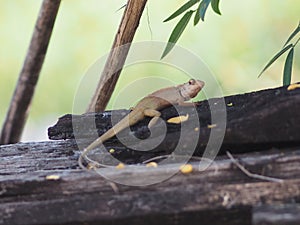 Animal Chameleon is still on the timber Body with long tail scales