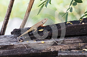 Animal Chameleon is still on the timber Body with long tail scales