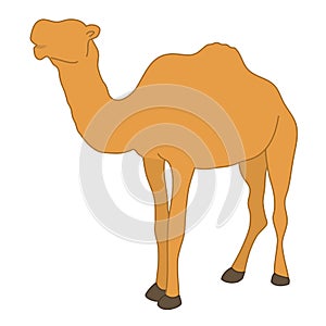 Animal character camel hump standing white isolated background with flat color style