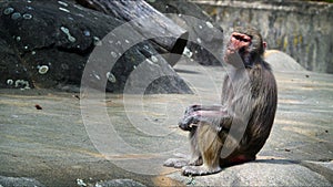 Animal Chimpanzee Monkey on Rocks in Zoo