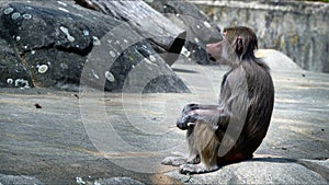 Animal Chimpanzee Monkey on Rocks in Zoo