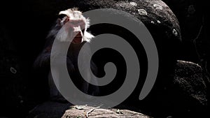 Animal Chimpanzee Monkey on Rocks in Zoo