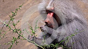 Animal Chimpanzee Monkey on Rocks in Zoo