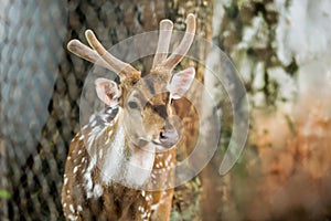 Animal: Chital Cheetal, Spotted deer, Axis deer is a species of deer native to Indian subcontinent. Antlers are present only on