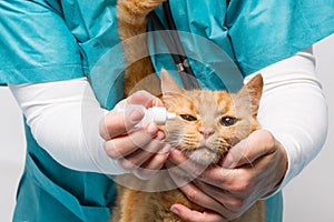 Das Tier Klinik Katze es passiert Tropfen augen 