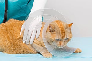 Animal clinic - cat getting ruff