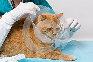Das Tier Klinik Katze erhalten umfeld 