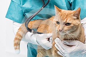Animal clinic - treatment with stethoscopes at a cat photo