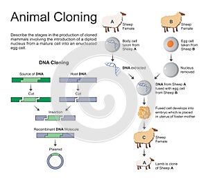 Animal cloning. photo