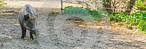 Animal close up portrait of a single wild boar standing in the sand