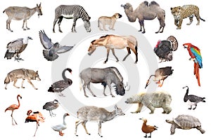 Animal collection isolated in white