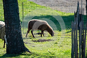 Animal collection, young and old sheeps grazing on green meadows on Haspengouw, Belgium