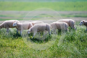 Animal collection, young and old sheeps grazing on green meadows on Schouwen-Duiveland, Zeeland, Netherlands
