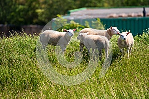 Animal collection, young and old sheeps grazing on green meadows on Schouwen-Duiveland, Zeeland, Netherlands