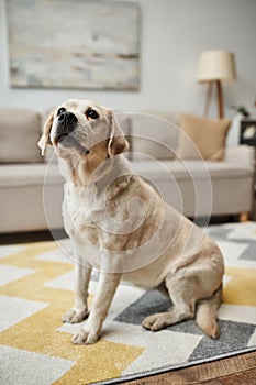 animal companion, adorable labrador dog sitting